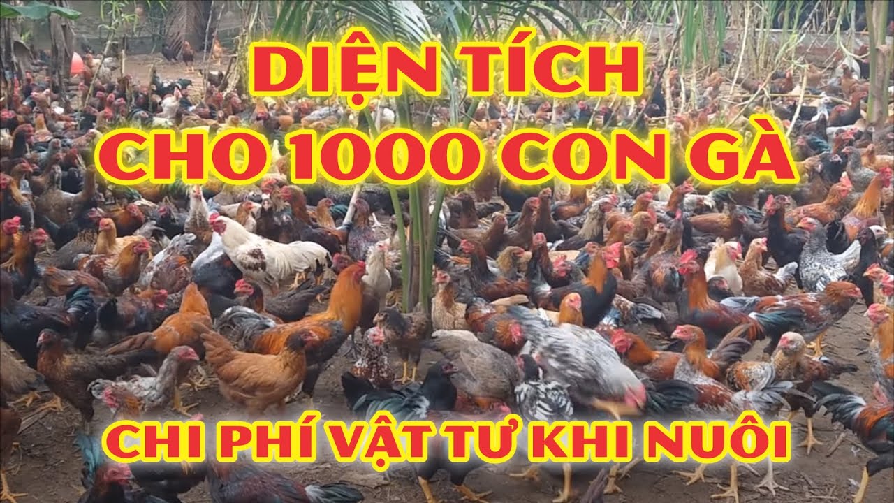 Diện tích cho 1000 con gà và chi phí vật tư cần thiết khi nuôi gà