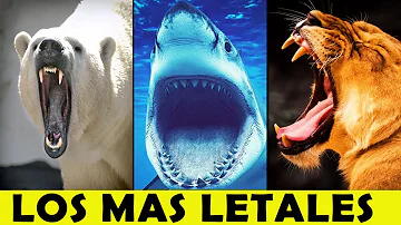 ¿Qué animal es el depredador perfecto?