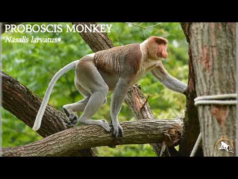 Proboscis Monkeys  New England Primate Conservancy