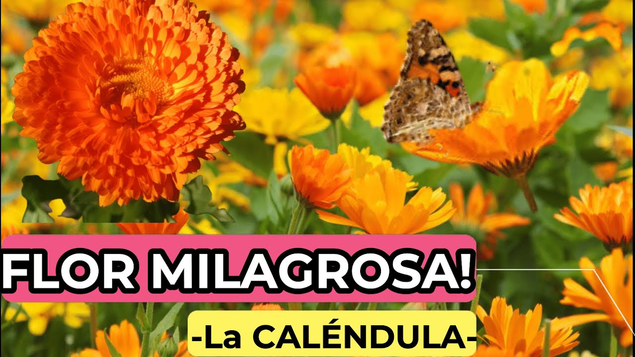 ? La FLOR DE LOS MIL USOS ? ¿Para que sirve la CALÉNDULA OFFICINALIS? ▷  USOS Y PROPIEDADES ◁ - YouTube