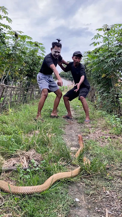 SHOCKED!! Vebby's Friend 'Really' Appears in the Rice Field, Making Cemong Run Away! #shortvideo ...