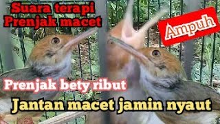 suara prenjak betina ribut terapi jantan macet bunyi jamin nyaut/ampuh