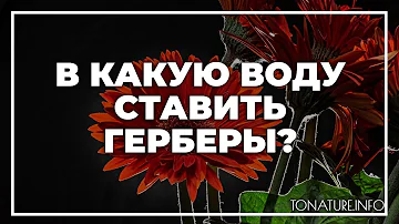 В какую воду ставить герберы? | toNature.Info