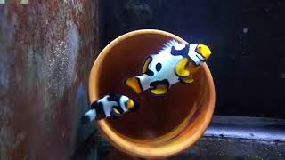 Bali Female x Cquest x Ora male Spawning