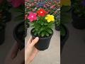 #timelapse #vincaflower #plantgrowth #naturelovers #growjourney