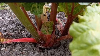How to Grow Rhubarb How do I fertilize my Rhubarb