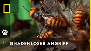 Riesenhornissen: Gnadenlose Killer | National Geographic