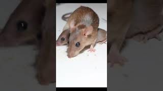 Mice For Cats To Watch shorts cat kitten