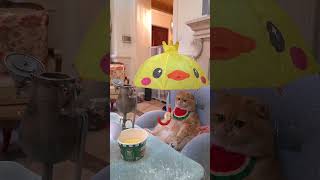#exlittlebeans cooks noodles with Chinese kung fu! #funnycats #funnyvideo