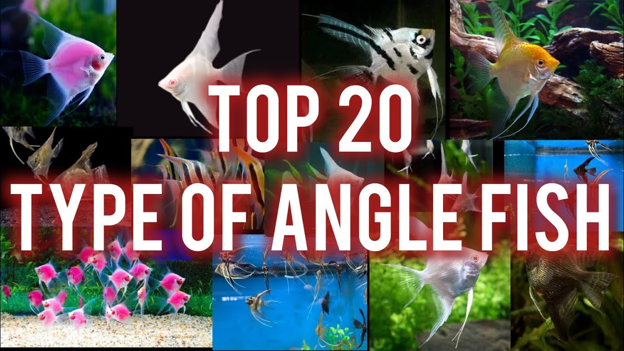 Top 20 Type of angel fish / most useful video / Sdv Fishs - YouTube