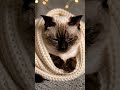 cat #nature #love #cat #catshorts #jujutsukaisen #catlike #catperson #deercat #love #music #music