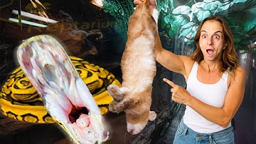 Feeding Giant Snakes and Lizards at My Reptile Zoo!