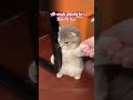 Tantrums #cute #cutebabies #funny #cats #kitten