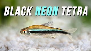 Species Spotlight  Black Neon Tetra - Fluval Aquatics Canada