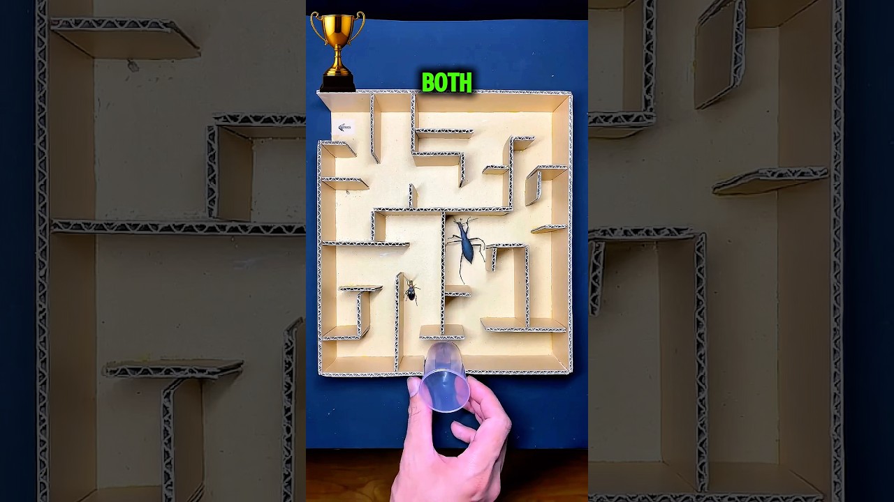Giant Stag Beetle vs Ant 🪲🐜 Maze Challenge! Who Escaped First?