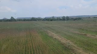 Swathing failed wheat with a Hesston swather