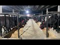 Live feeding of pregnant  calved cows information