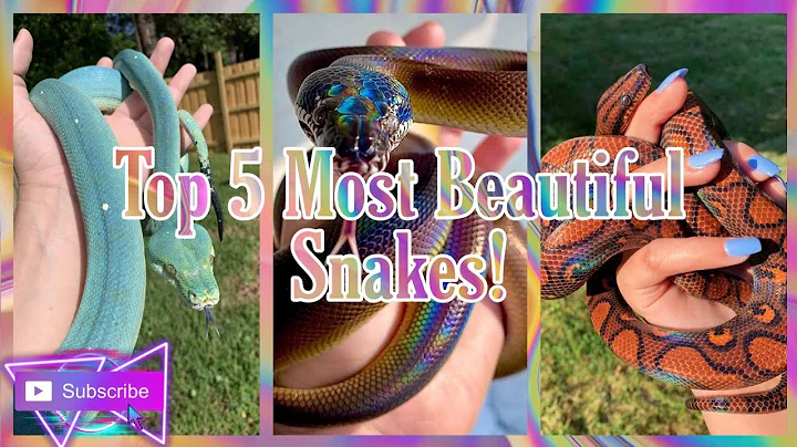 Top 5 Most Beautiful Snakes!