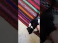 Funny cats playing cats part 2 such as Pubg waiting arena