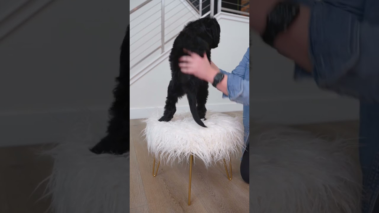 F1 Mini Goldendoodle 🖤 