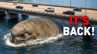 Giant River Monster Spotted Again In America