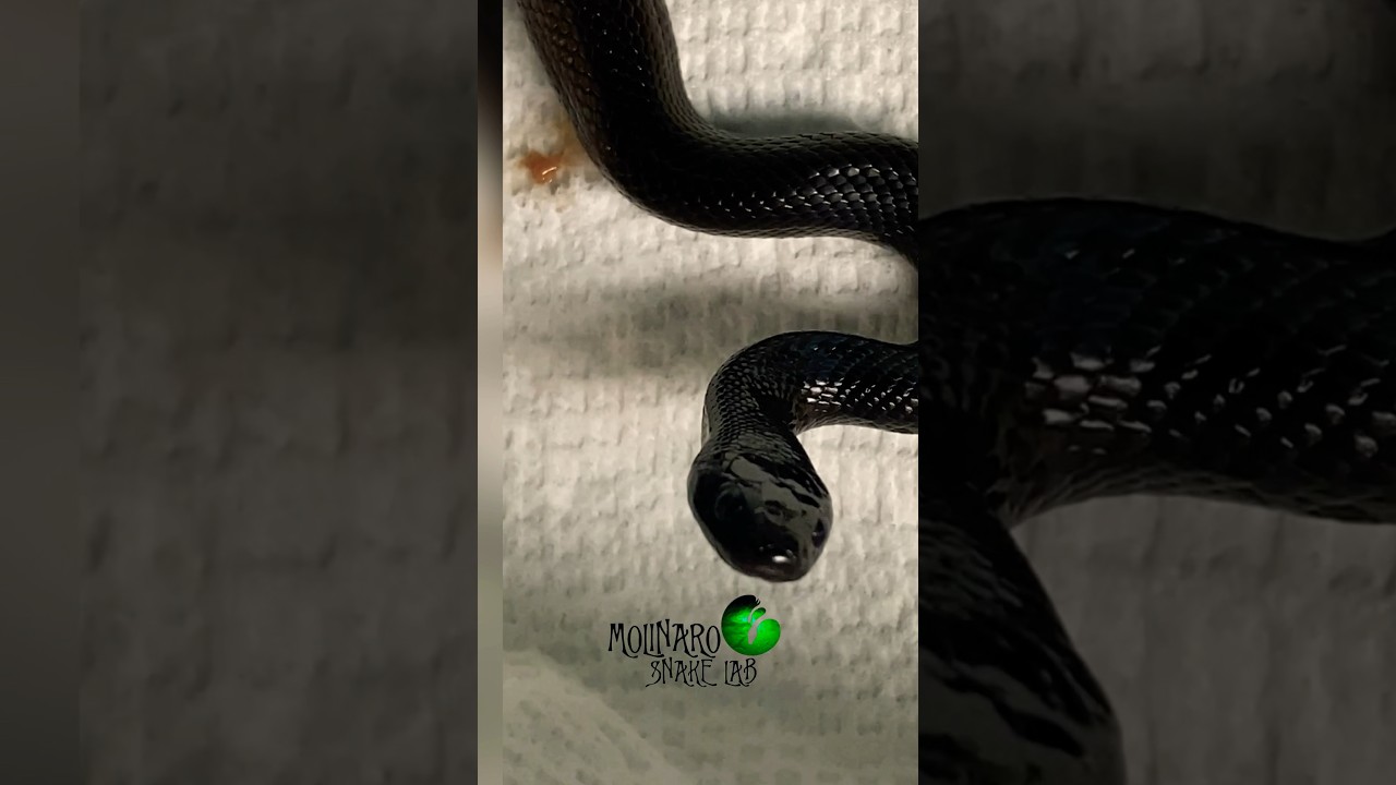 Snake did not eat for 2 weeks! 