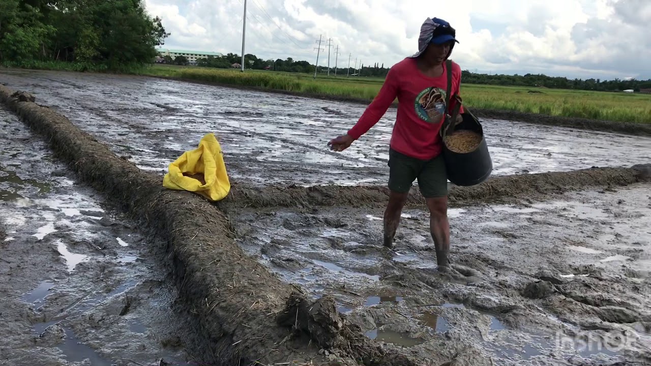 Rice direct seeding transplanting.