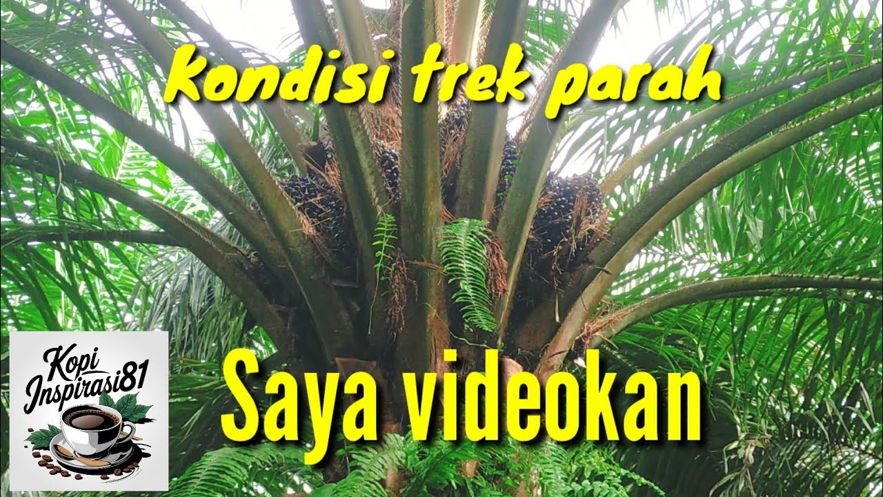 Новости о моей плантации масличных пальм площадью 3 га