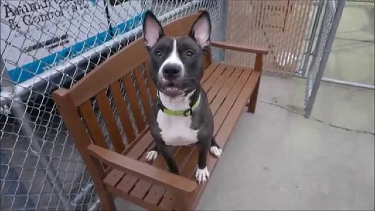 Bridges - A1055101 - Brooklyn ACC camera iphone 8 plus apk