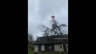 Wei Daitaku Helios On Tree