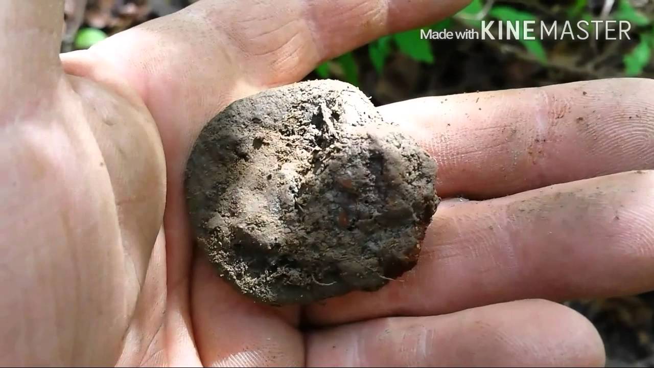 Metal detecting Ontario, US copper, 2 cent piece and black powder flask