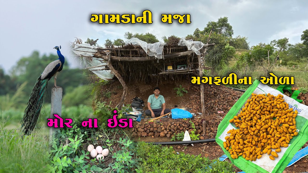 આ છે ગામડાંની મોજ,ધોધમાર વરસાદ અને મગફળીના ઓળા | Rain Days In Village | Farmers Life