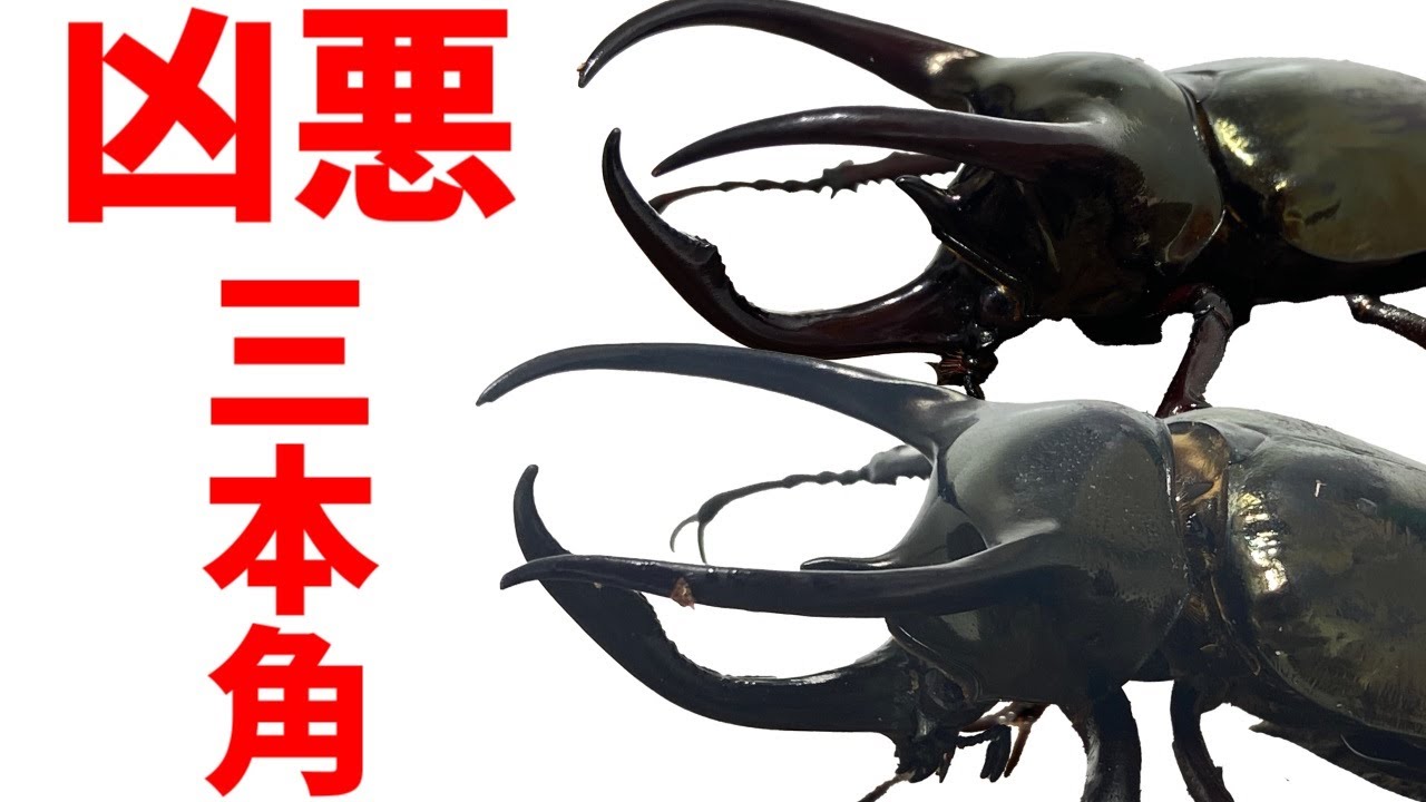 アトラスオオカブト名勝負ベストセレクション