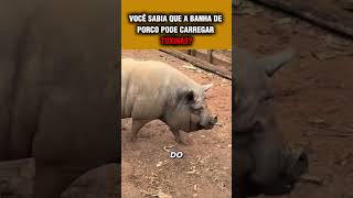 VOCÊ SABIA QUE A BANHA DE PORCO PODE CARREGAR TOXINAS