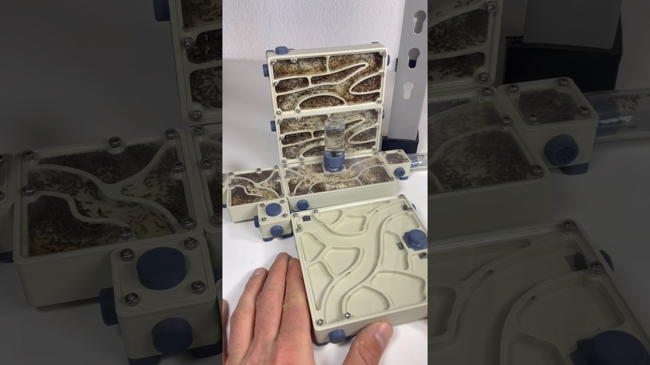 J’agrandis ma fourmilière (partie 1)