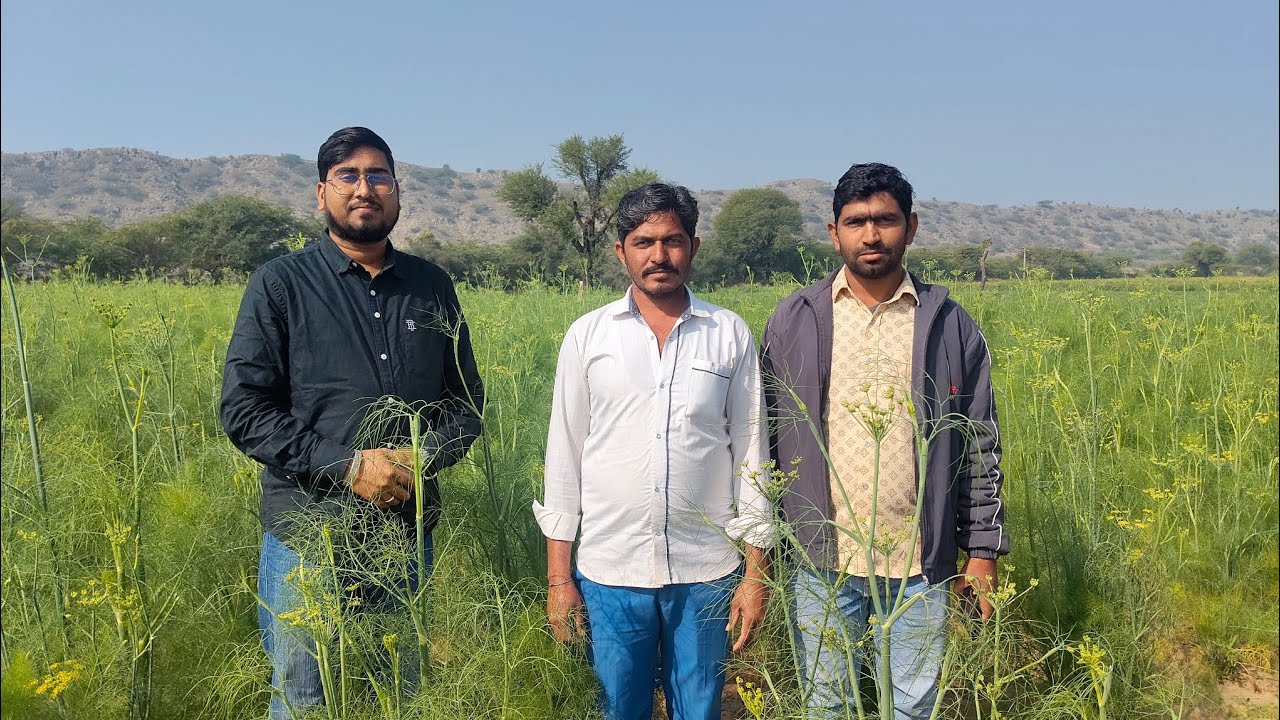 Secrets of Successful Fennel Farming (Saunf Ki Kheti) - Farmer Interview 