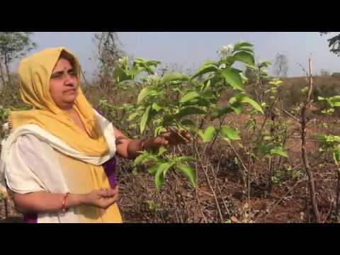 kala kuda( holarrhena antidysenterica ) flowers & its benefit's