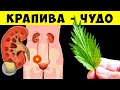 Трава ВОЗРОЖДЕНИЯ! Всего одна ложка КРАПИВЫ и организм как Новый. Врач был в шоке от результата!