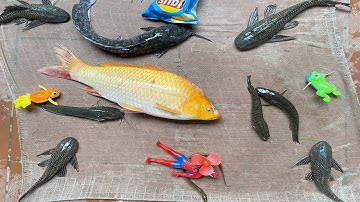 Kem Chanel ra bờ ao kéo vó bắt cá chép vàng bự, con ếch to, rắn mòng, cá trê, siêu nhân cứu con vịt.