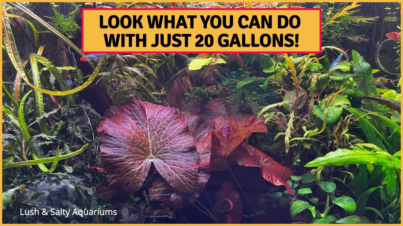 Look What you can do in a Planted Aquarium!