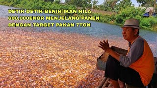 Detik-Detik Benih Ikan Nila 600000Ekor Dengan Target Pakan 7Ton