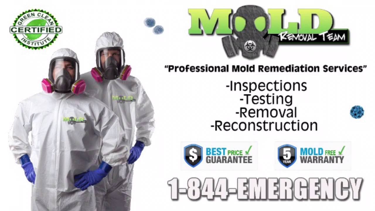 Mold Removal & Remediation Service Company MI - 1-586-791-3900