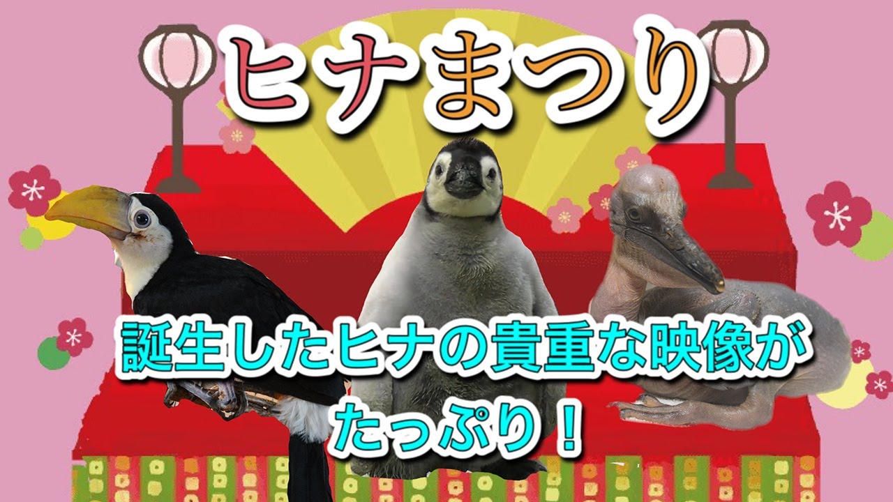 アドベンチャーワールドのヒナまつり