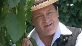 Colaj Nicolae Mureșan