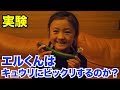 犬はきゅうりが嫌いってほんと? 【ドッキリ】