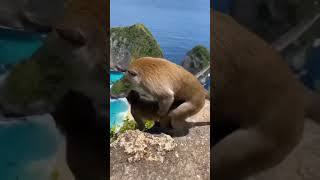 تزاوج القردة في منظر رائع يطل على البحر