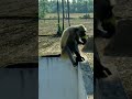 Monkey  spider monkey eating mango