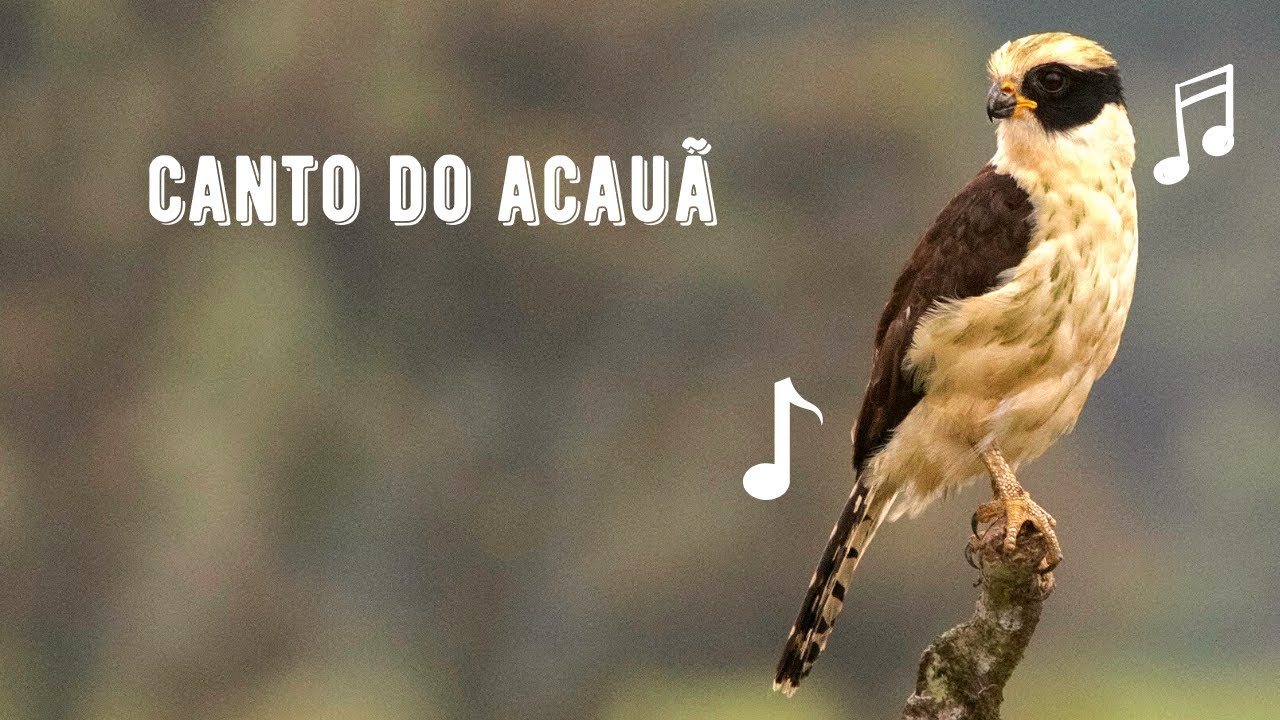 Canto do Acauã / Macaguá / Gavião Cova Caiau | Laughing Falcon | Herpetotheres Cachinnans