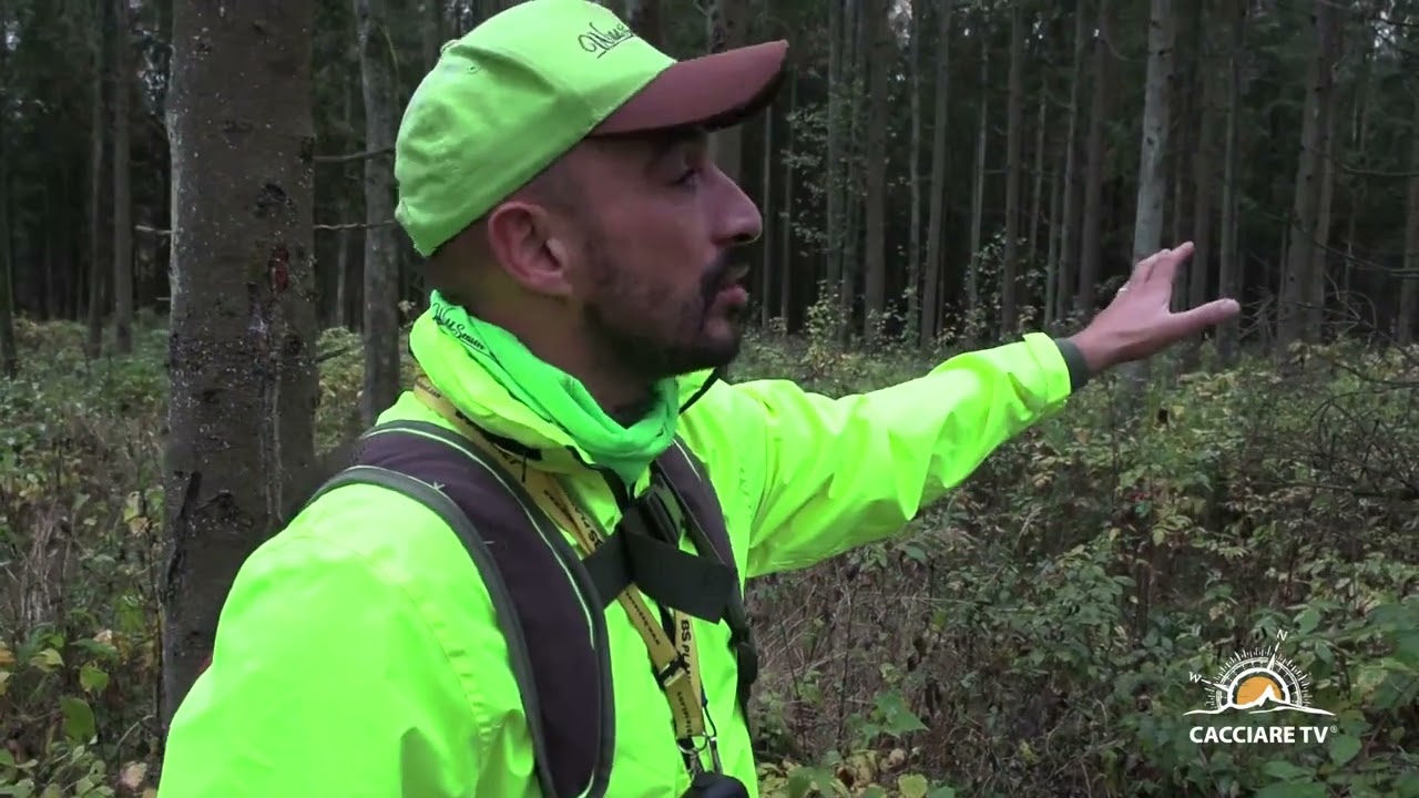 Caccia alla Beccaccia Woodcook Hunting #caccia #beccaccia #video #woodcock #hunting #caza #becada