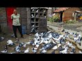 Pigeon in Nagpur || High Flying Pigeon loft